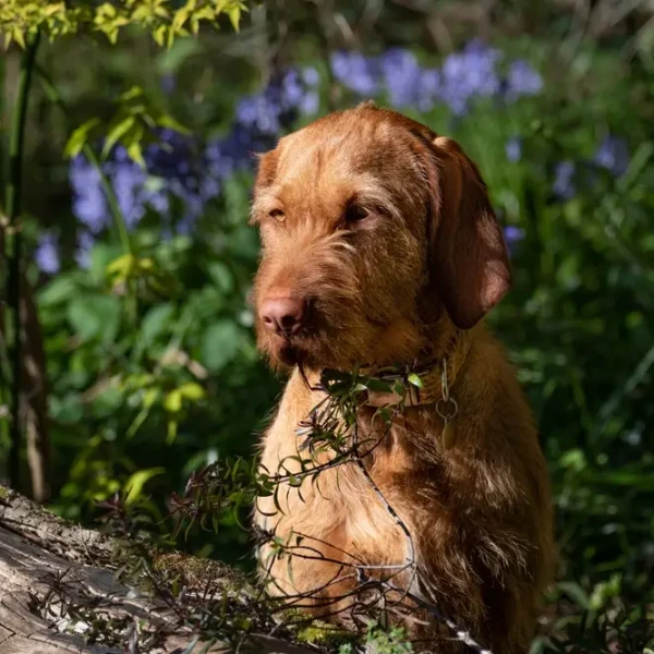 Wirehaired-Vizsla 07
