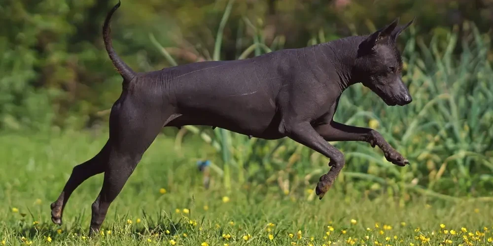 Xoloitzcuintle : le chien nu qui traversa les âges