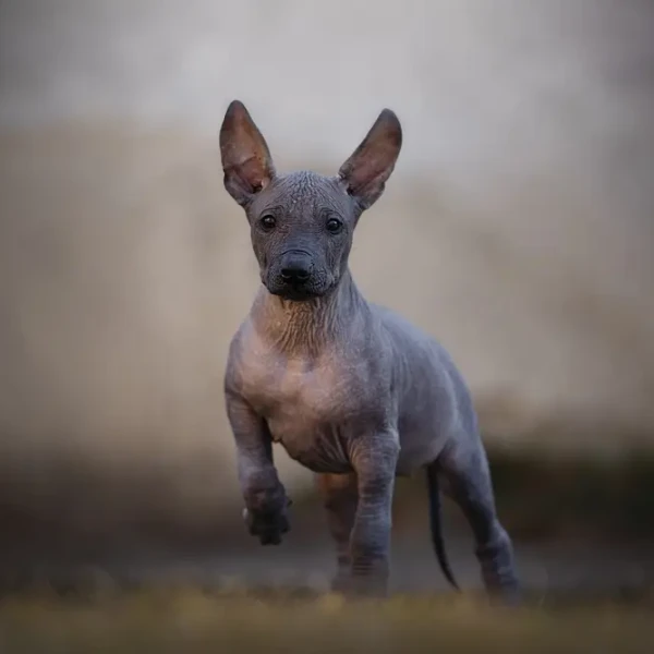 Xoloitzcuintle