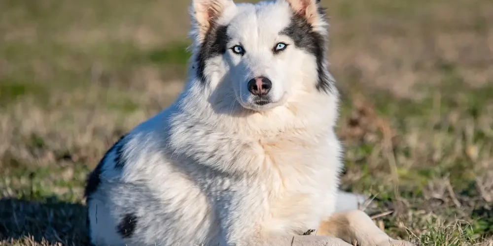 Le Laïka de Iakoutie, chien de glace et de feu