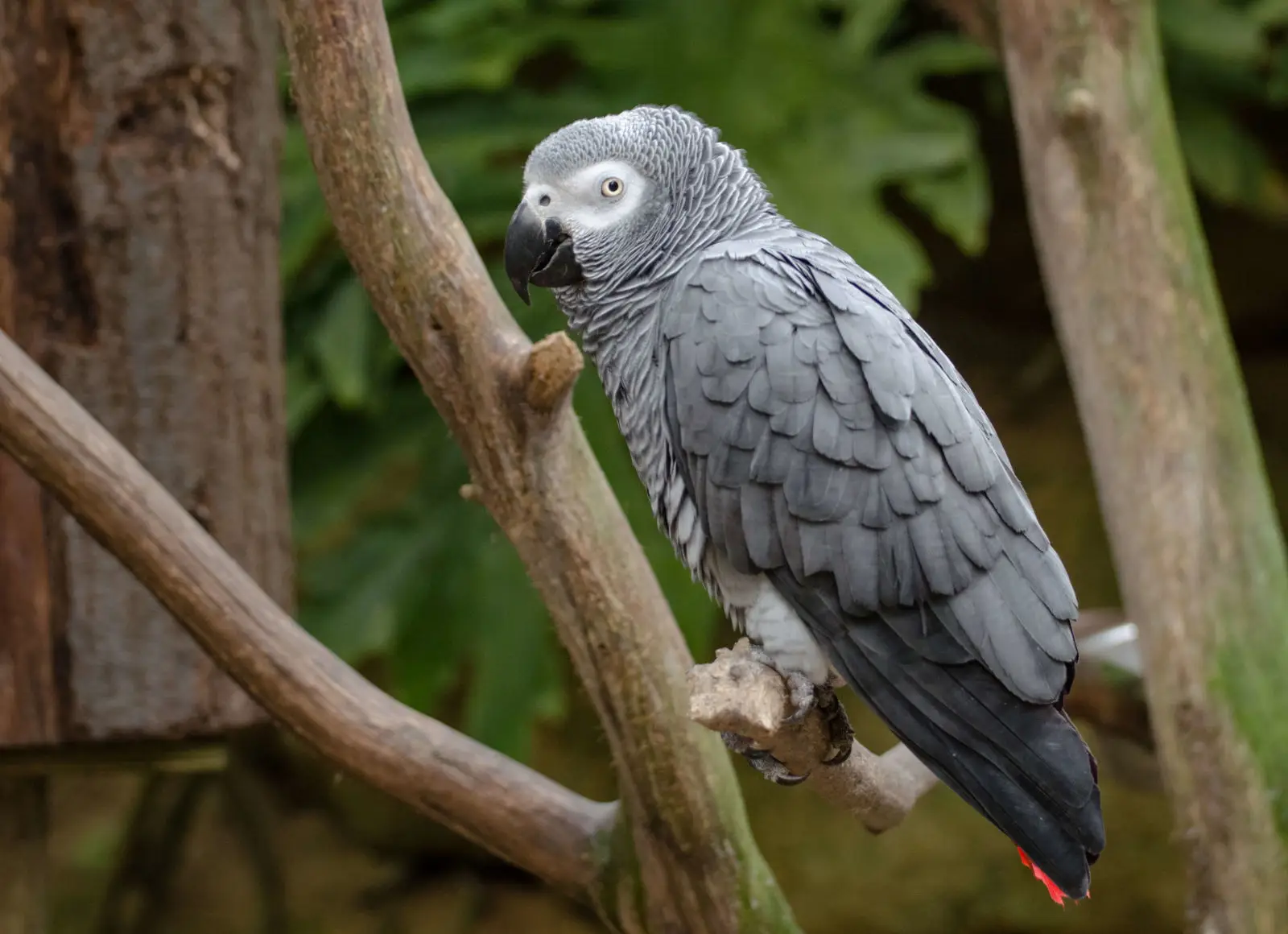 African-Grey-Parrot-Congo 01