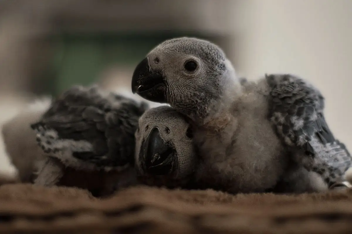 African-Grey-Parrot-Congo 02