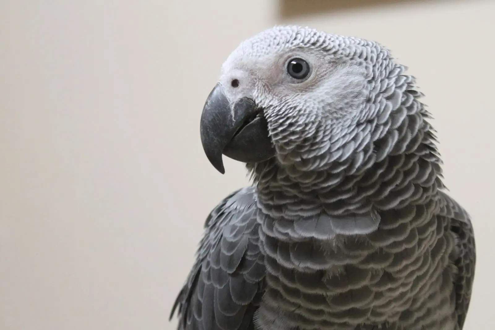African-Grey-Parrot-Congo 03