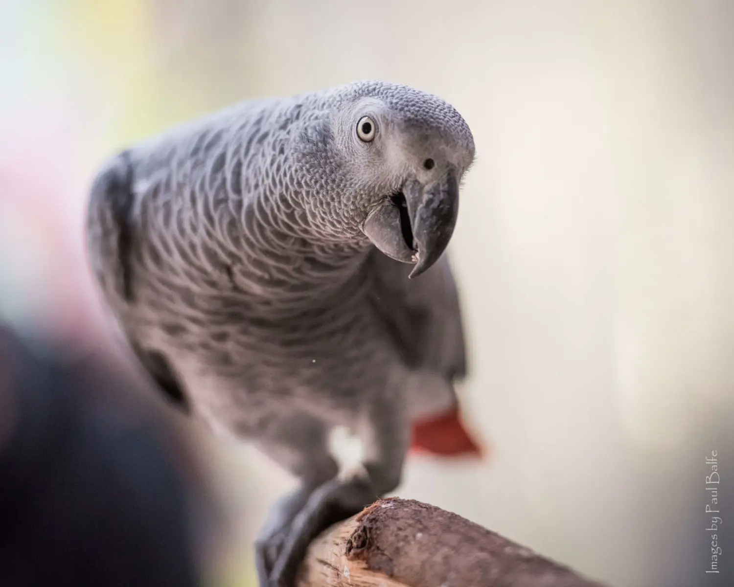 African-Grey-Parrot-Congo 04