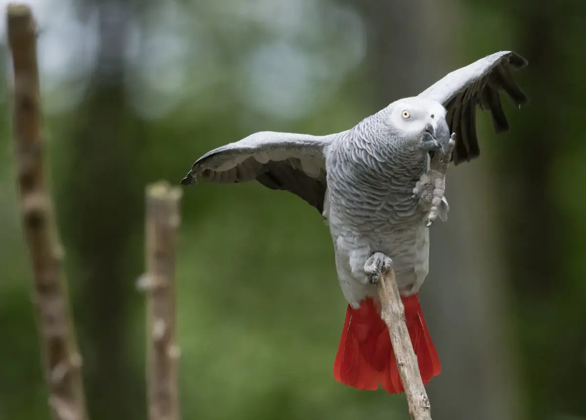 African-Grey-Parrot-Congo 05