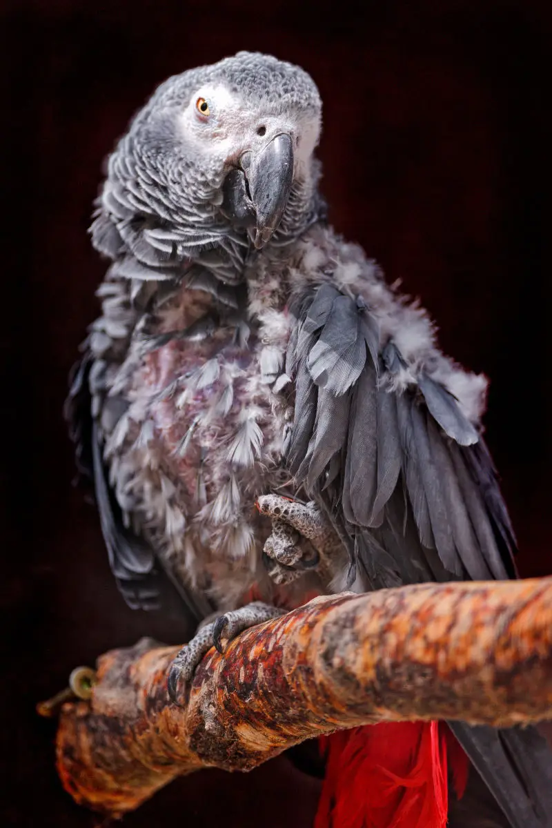African-Grey-Parrot-Congo 06