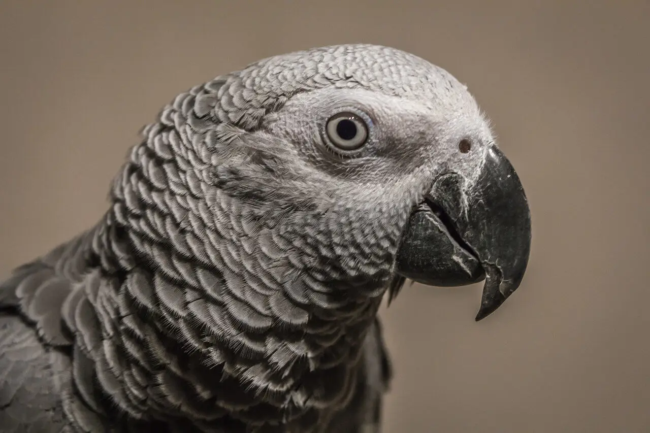 African-Grey-Parrot-Congo 07