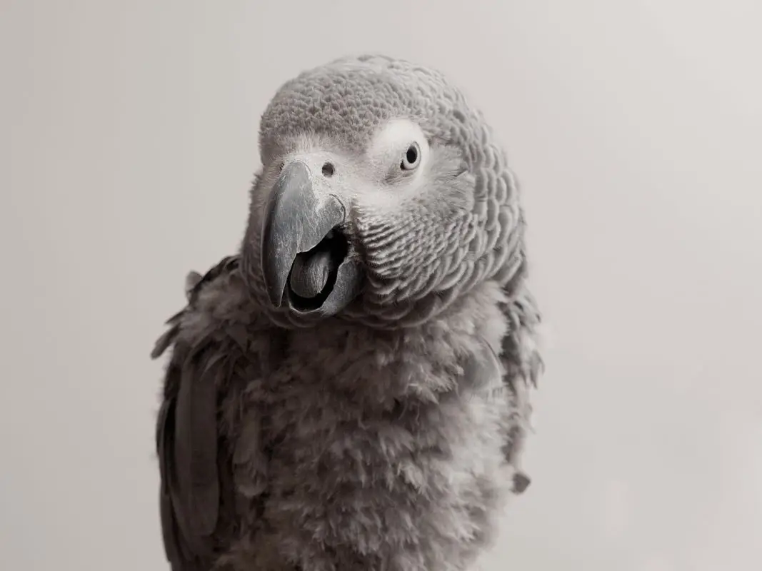 African-Grey-Parrot-Congo 08