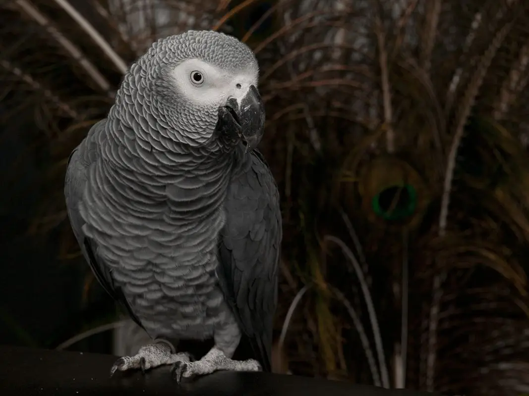 African-Grey-Parrot-Congo 09
