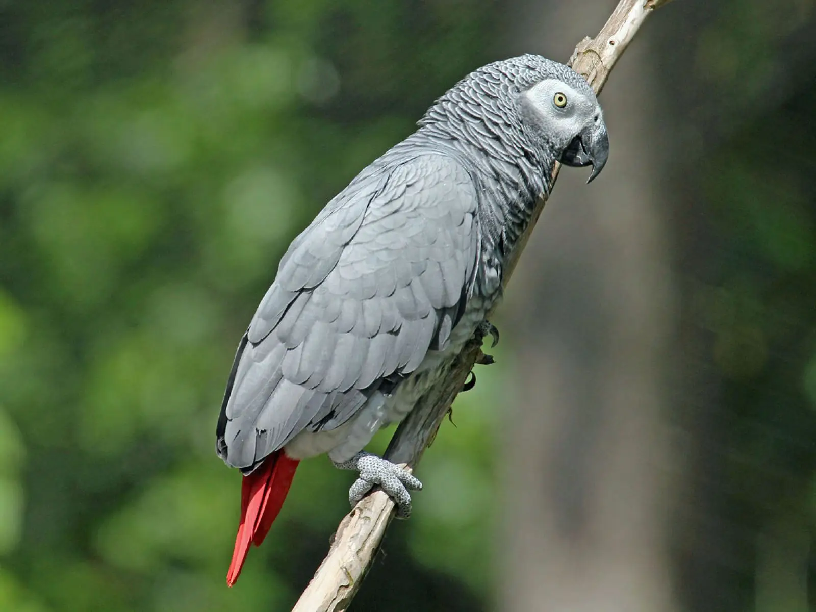 African-Grey-Parrot-Congo 10
