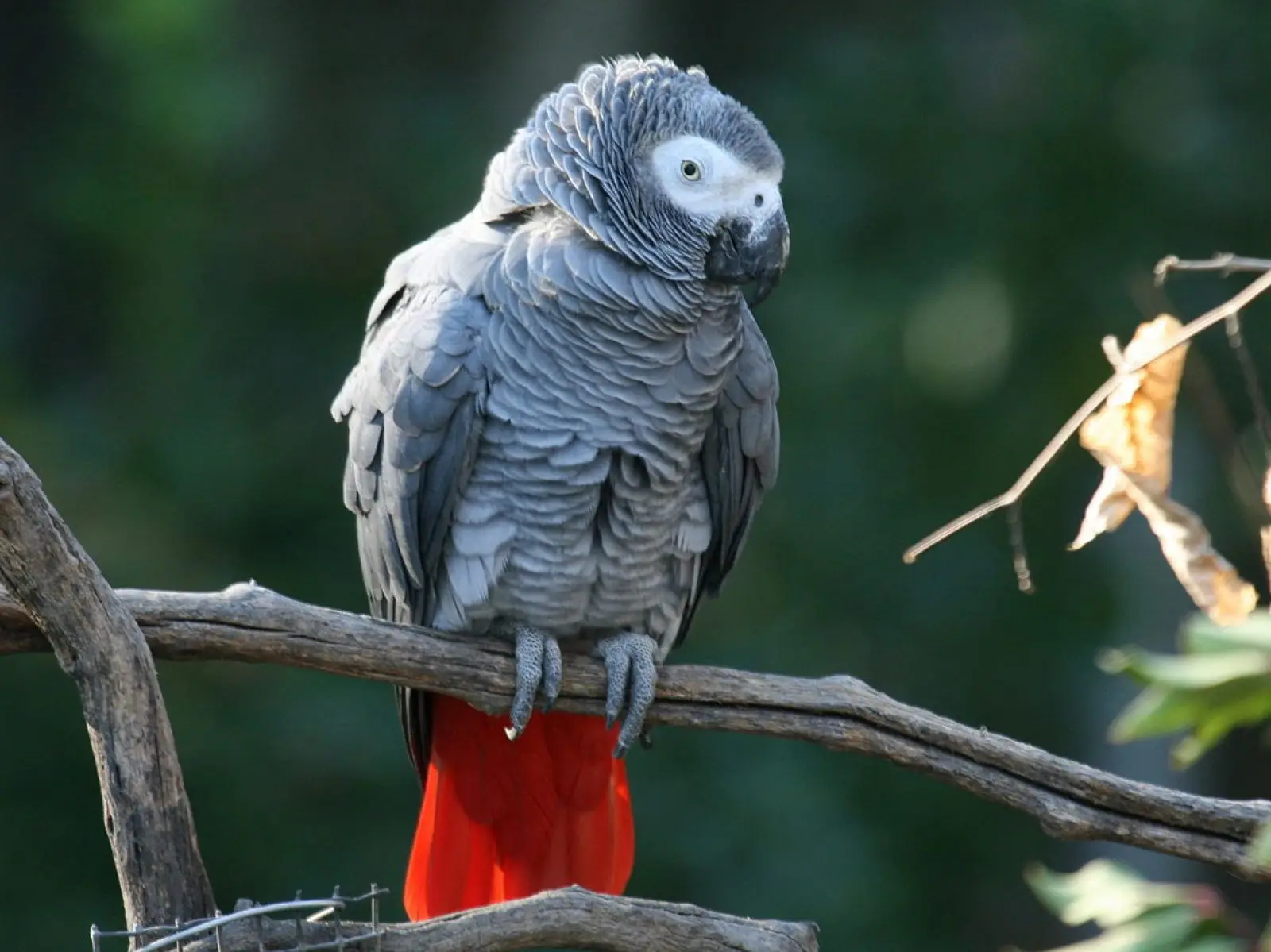 African-Grey-Parrot-Congo 11