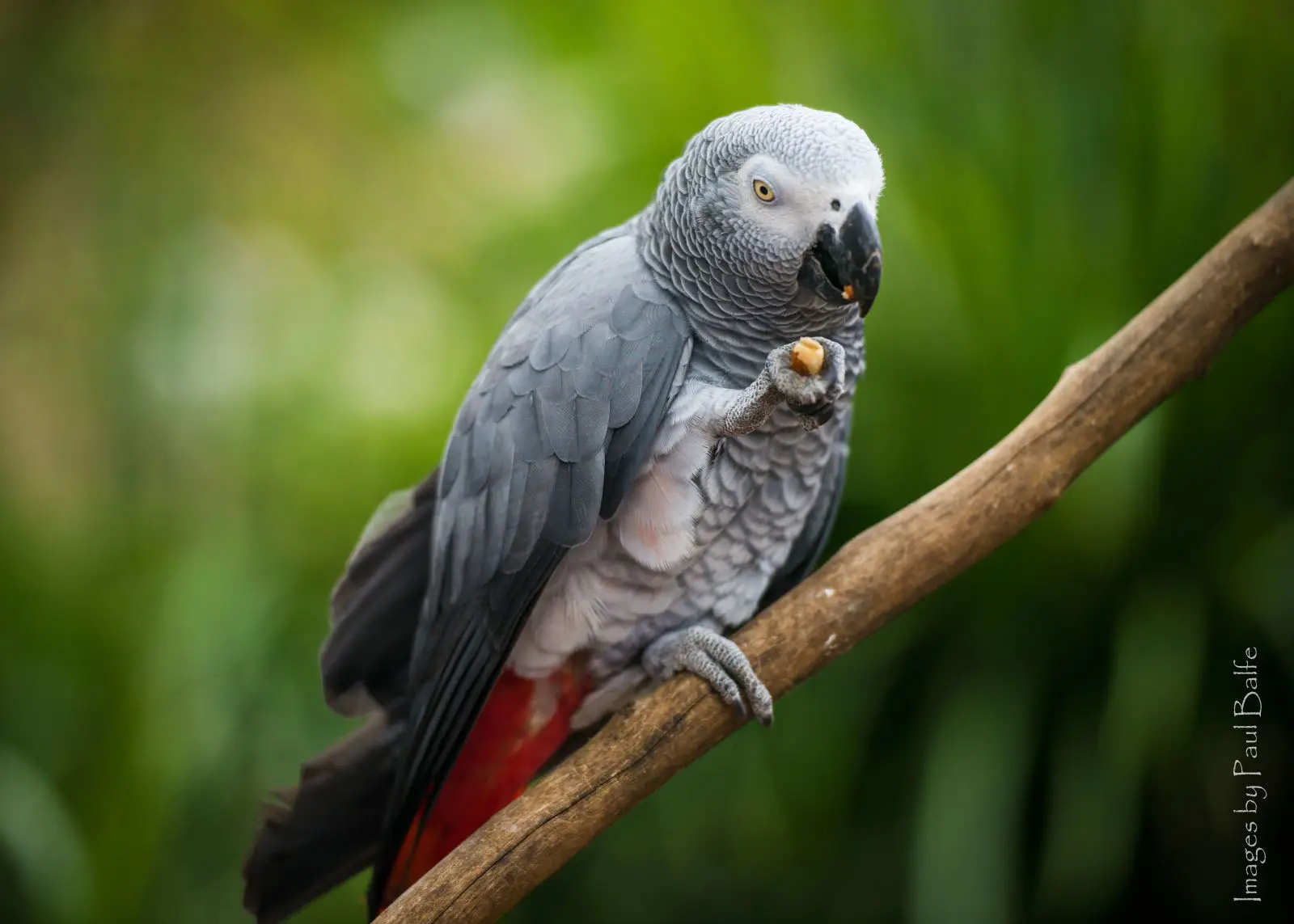 African-Grey-Parrot-Congo 12