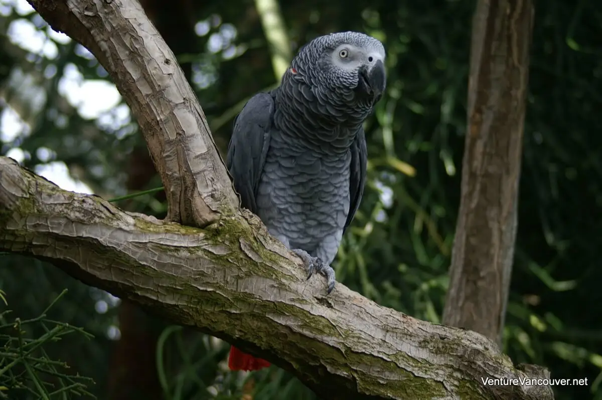 African-Grey-Parrot-Congo 13