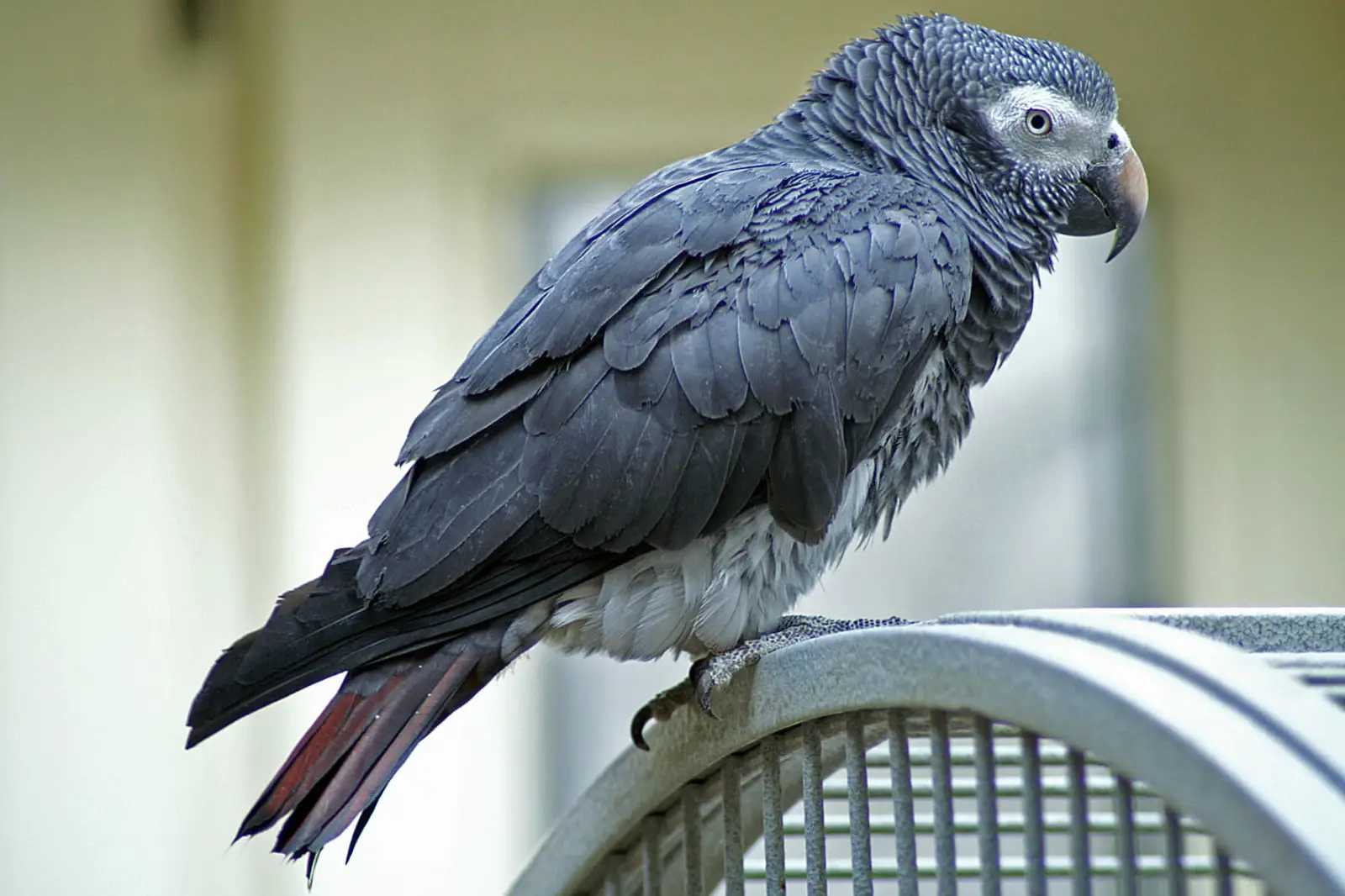 African-Grey-Parrot-Congo 14
