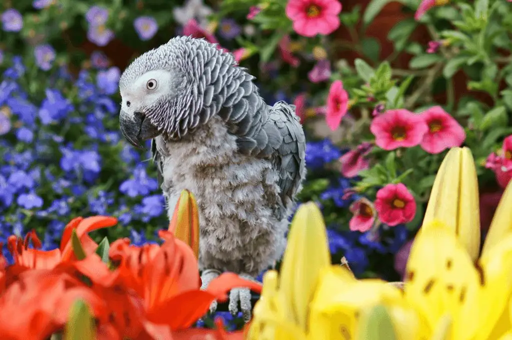 African-Grey-Parrot-Congo 15