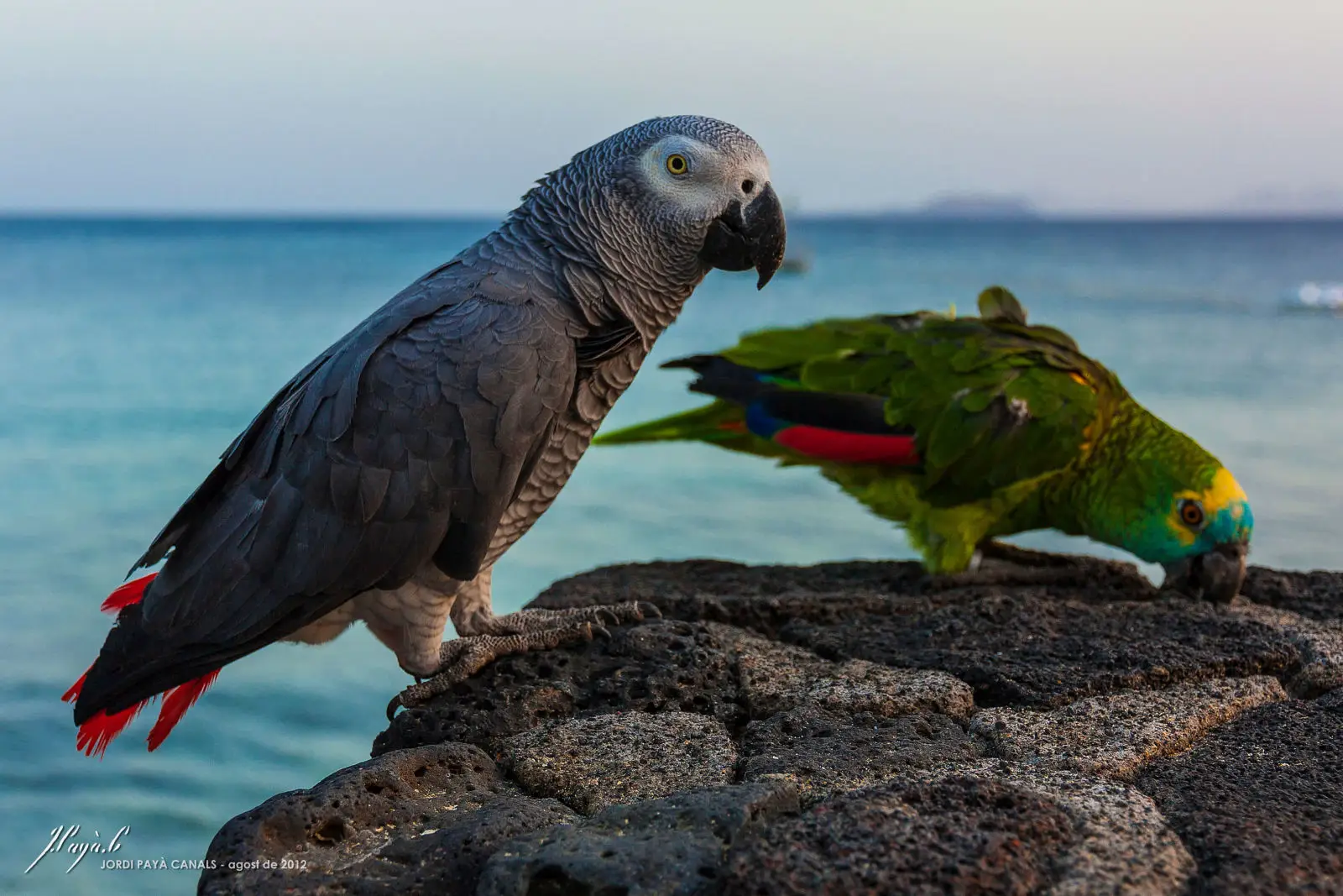 African-Grey-Parrot-Congo 16