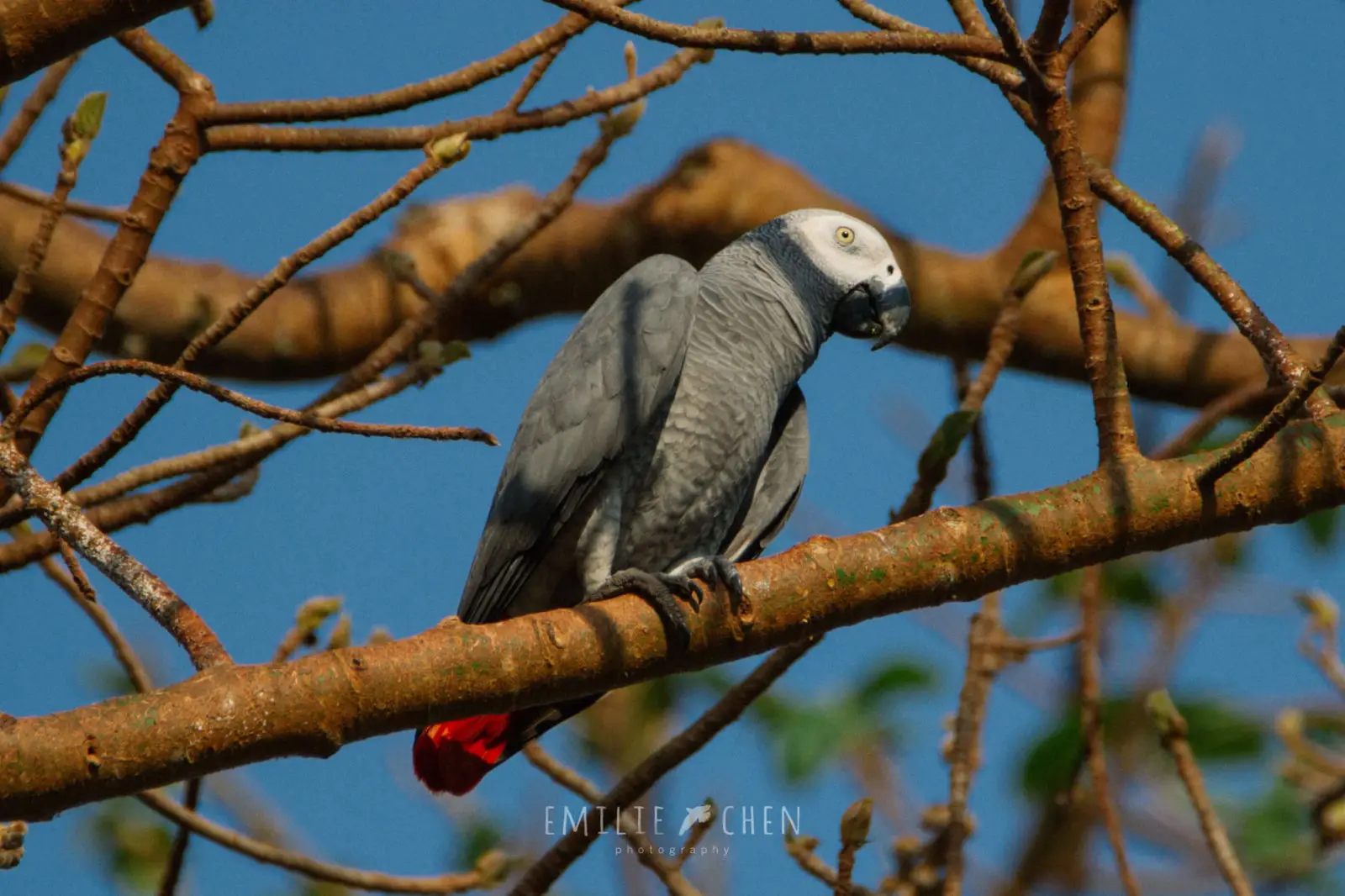African-Grey-Parrot-Congo 17