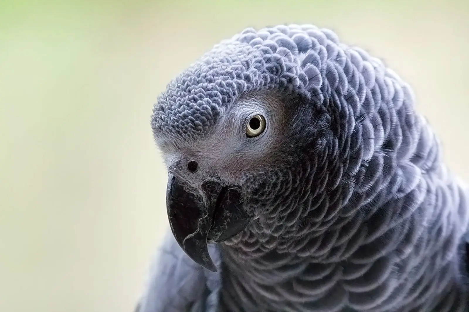 African-Grey-Parrot-Congo 18