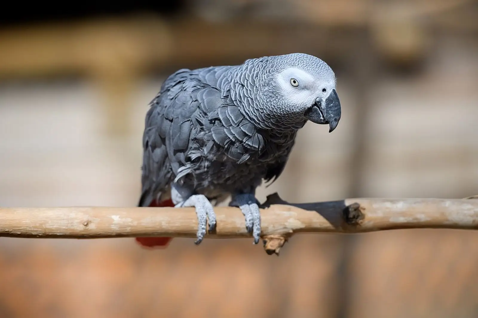 African-Grey-Parrot-Congo 19