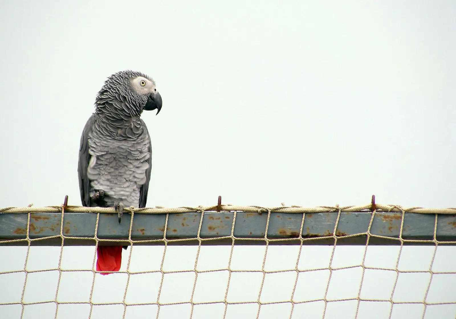 African-Grey-Parrot-Congo 20