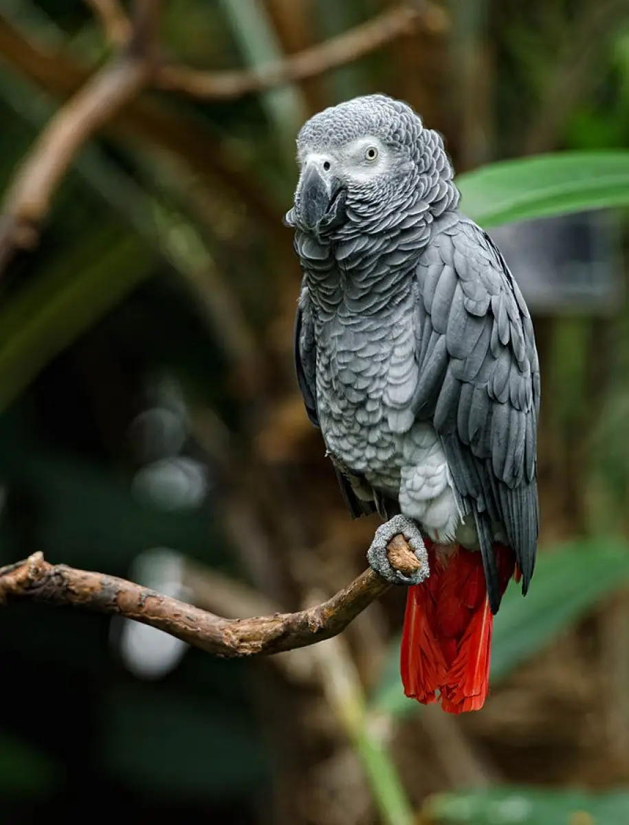 African-Grey-Parrot-Congo 21