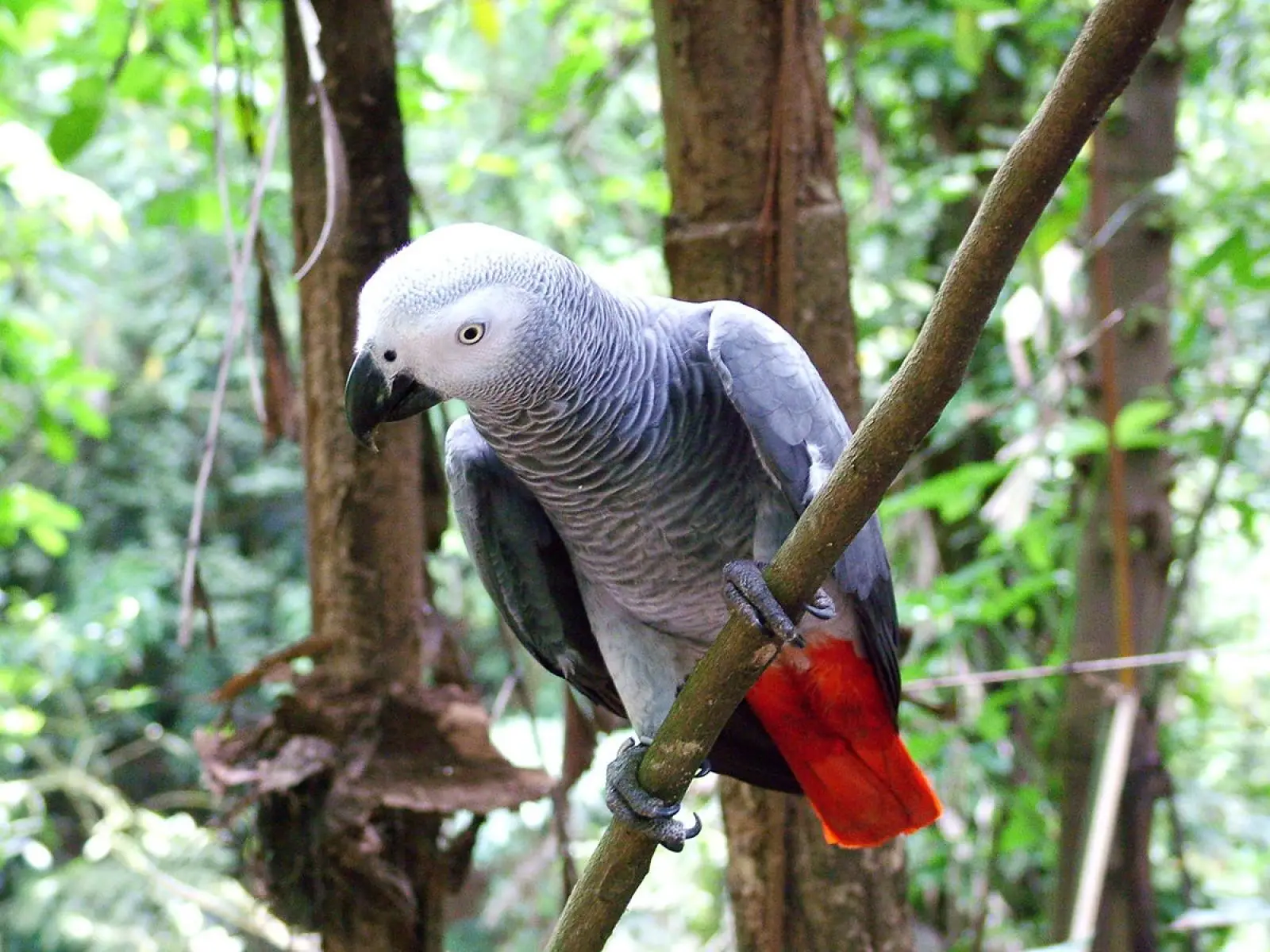 African-Grey-Parrot-Congo 22