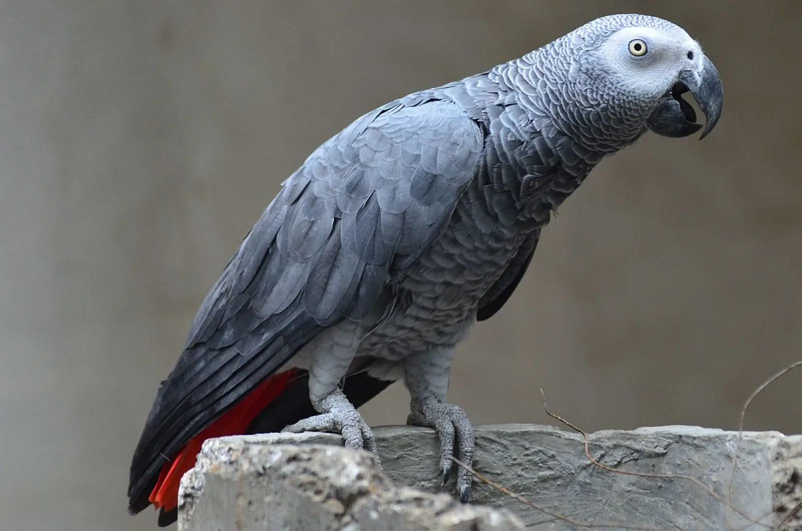African-Grey-Parrot-Congo 23