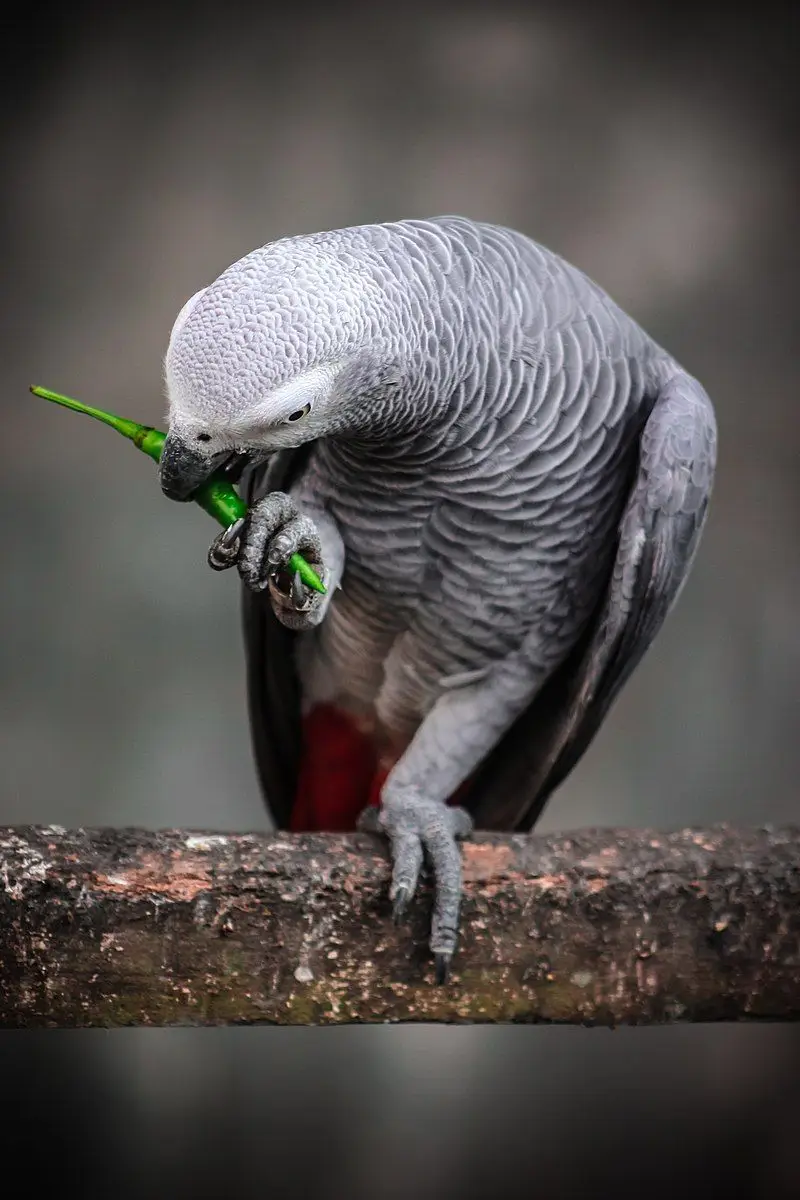 African-Grey-Parrot-Congo 24