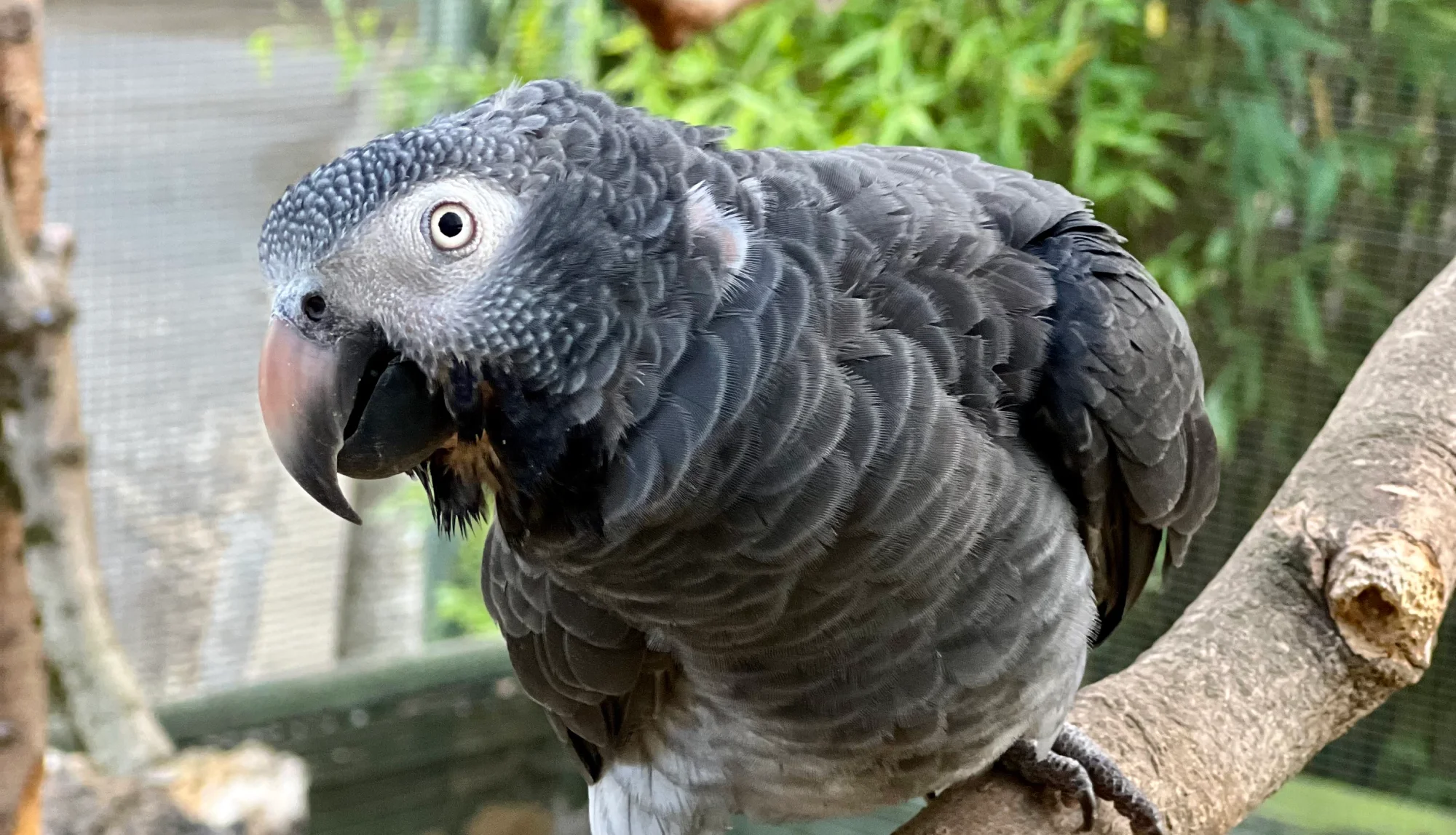 African-Grey-Parrot-Timneh 01
