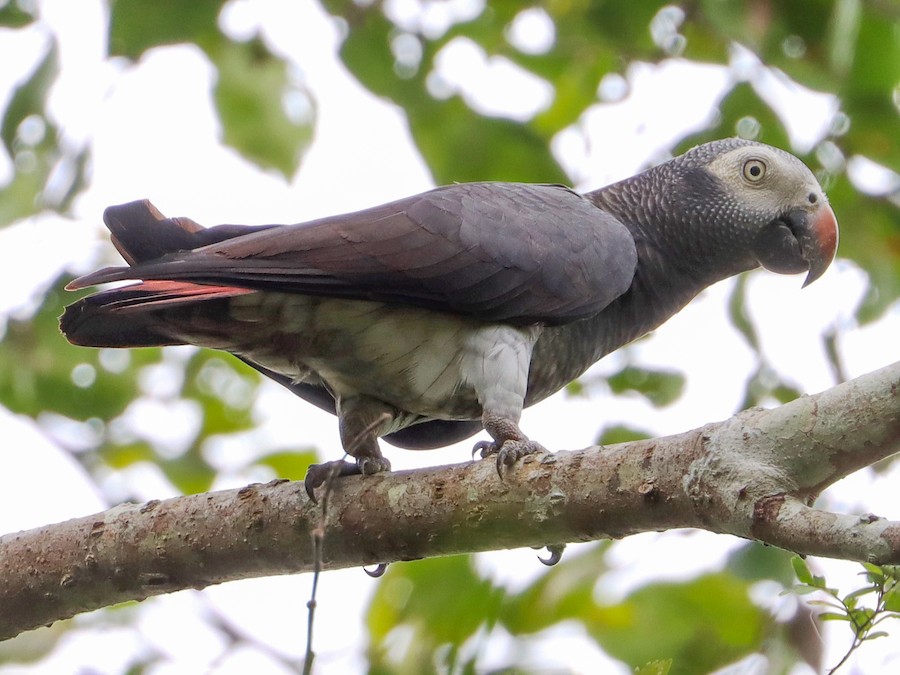 African-Grey-Parrot-Timneh 02