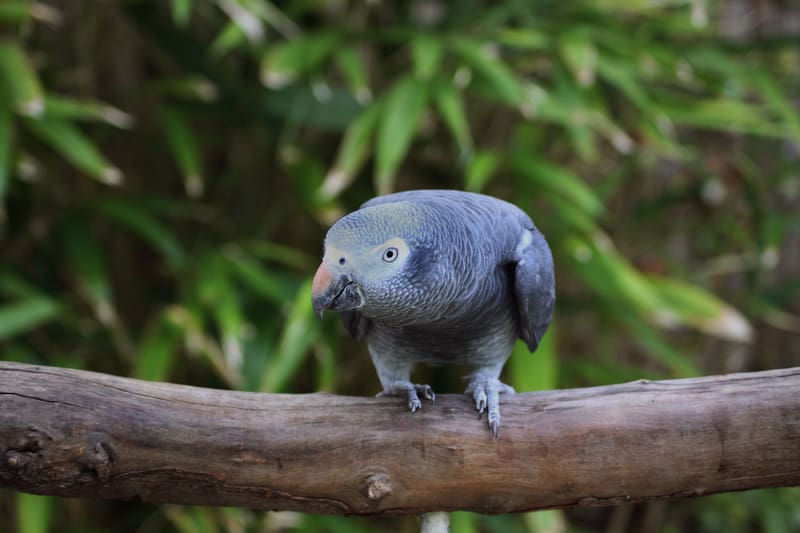 African-Grey-Parrot-Timneh 03