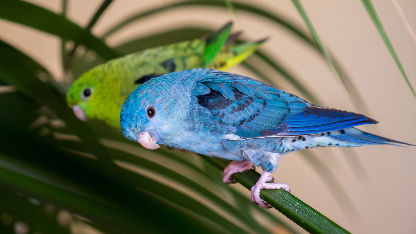 Barred-Parakeet 01