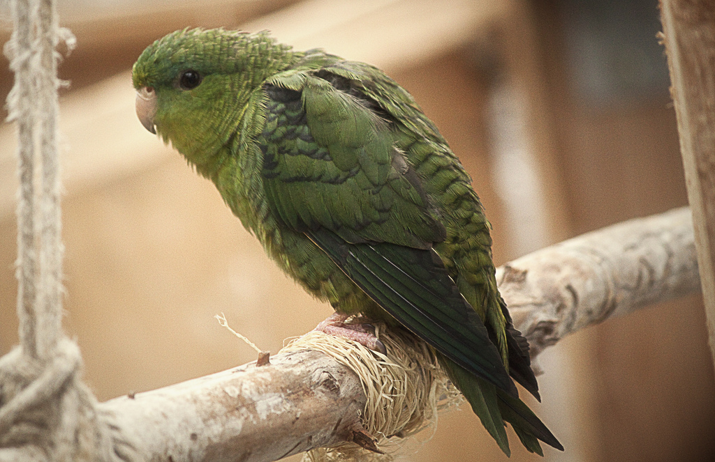Barred-Parakeet 02