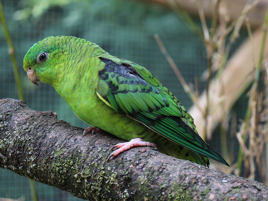 Barred-Parakeet 03