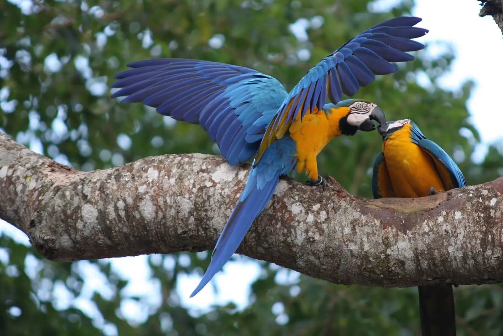 Blue-And-Gold-Macaw 01