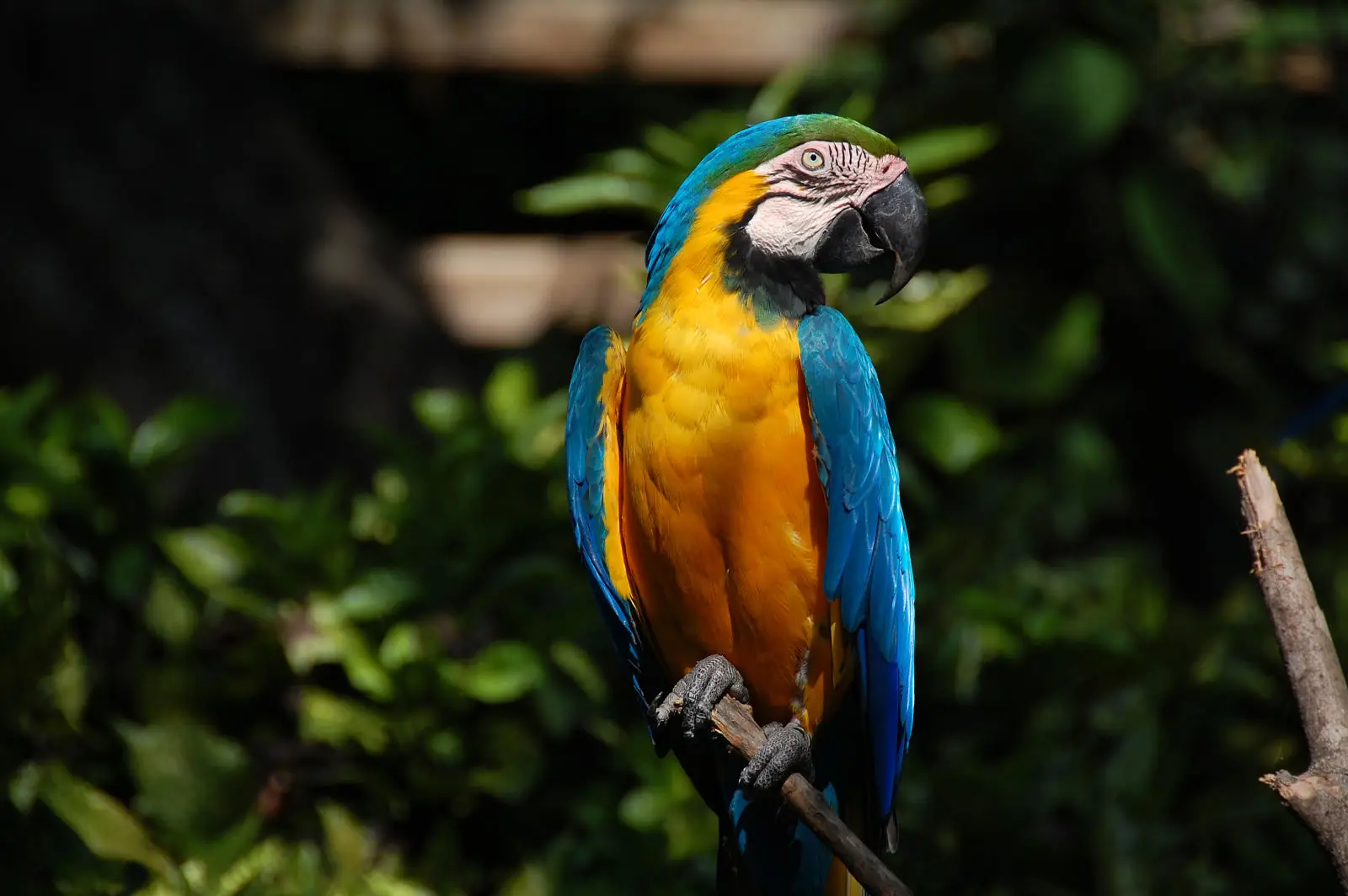 Blue-And-Gold-Macaw 02