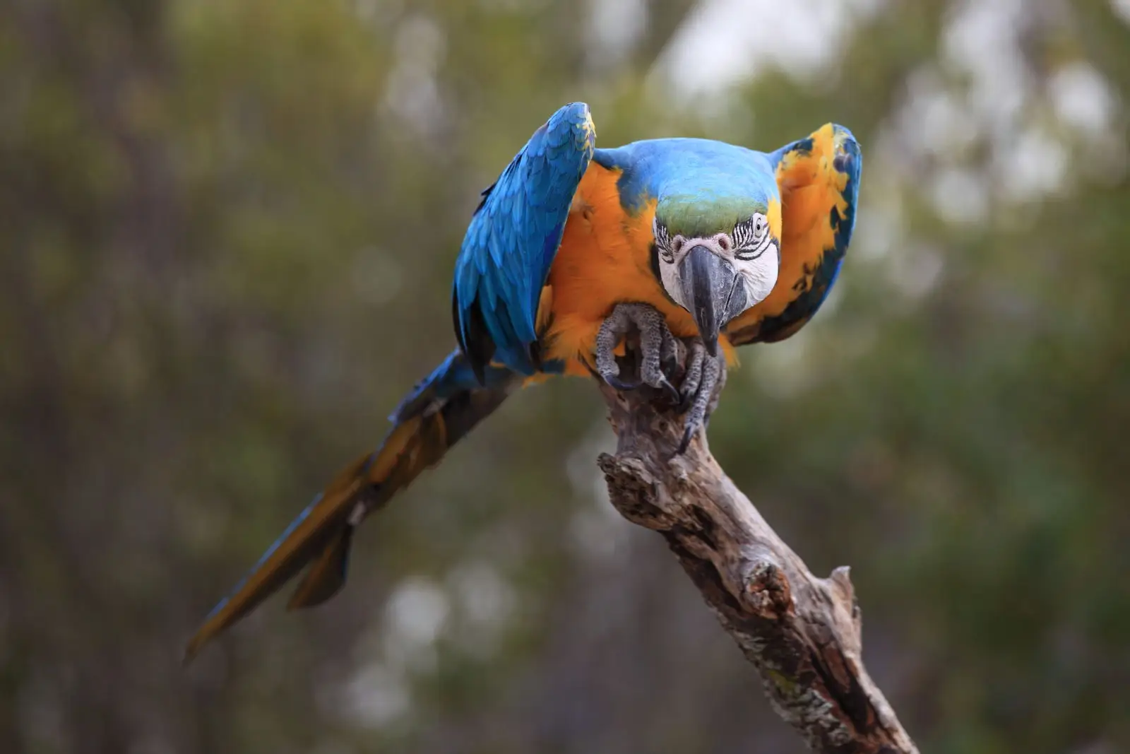 Blue-And-Gold-Macaw 03
