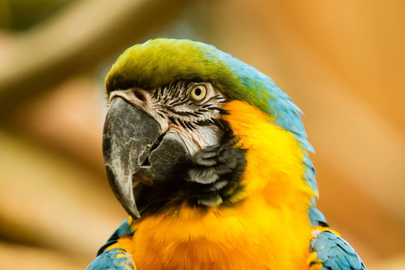 Blue-And-Gold-Macaw 04