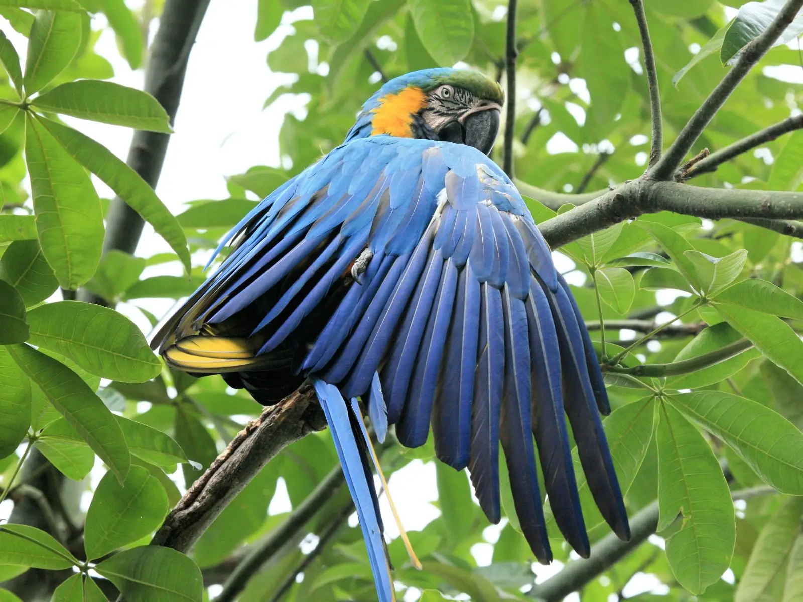 Blue-And-Gold-Macaw 05