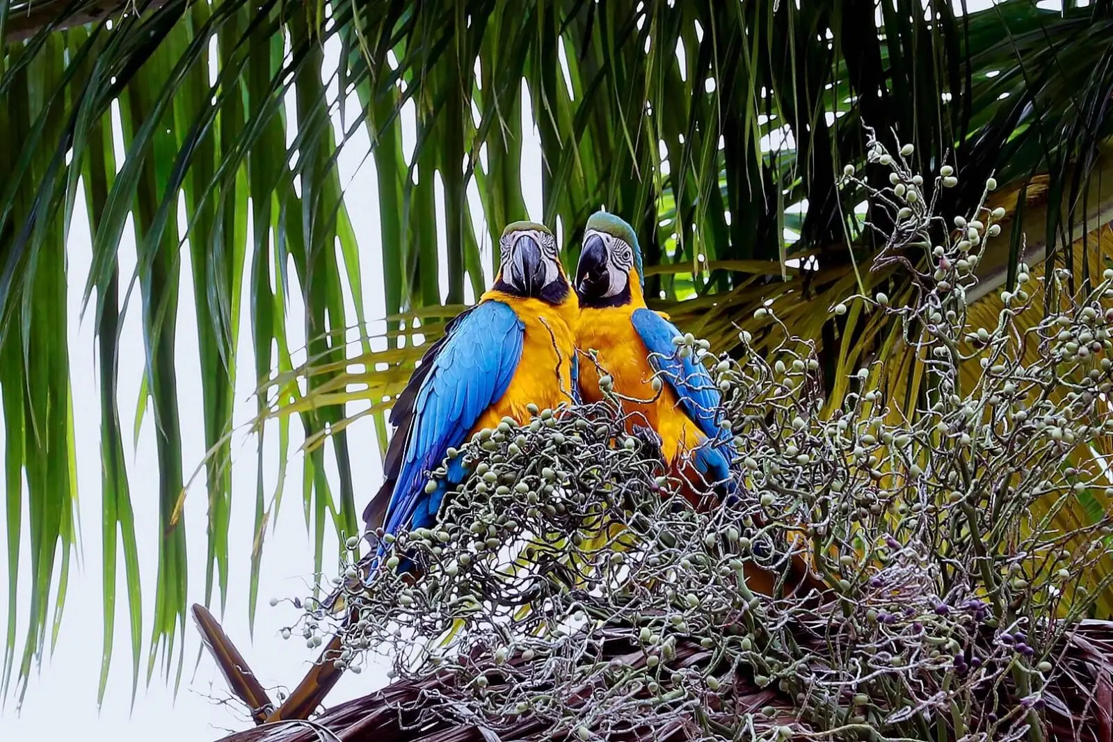 Blue-And-Gold-Macaw 06