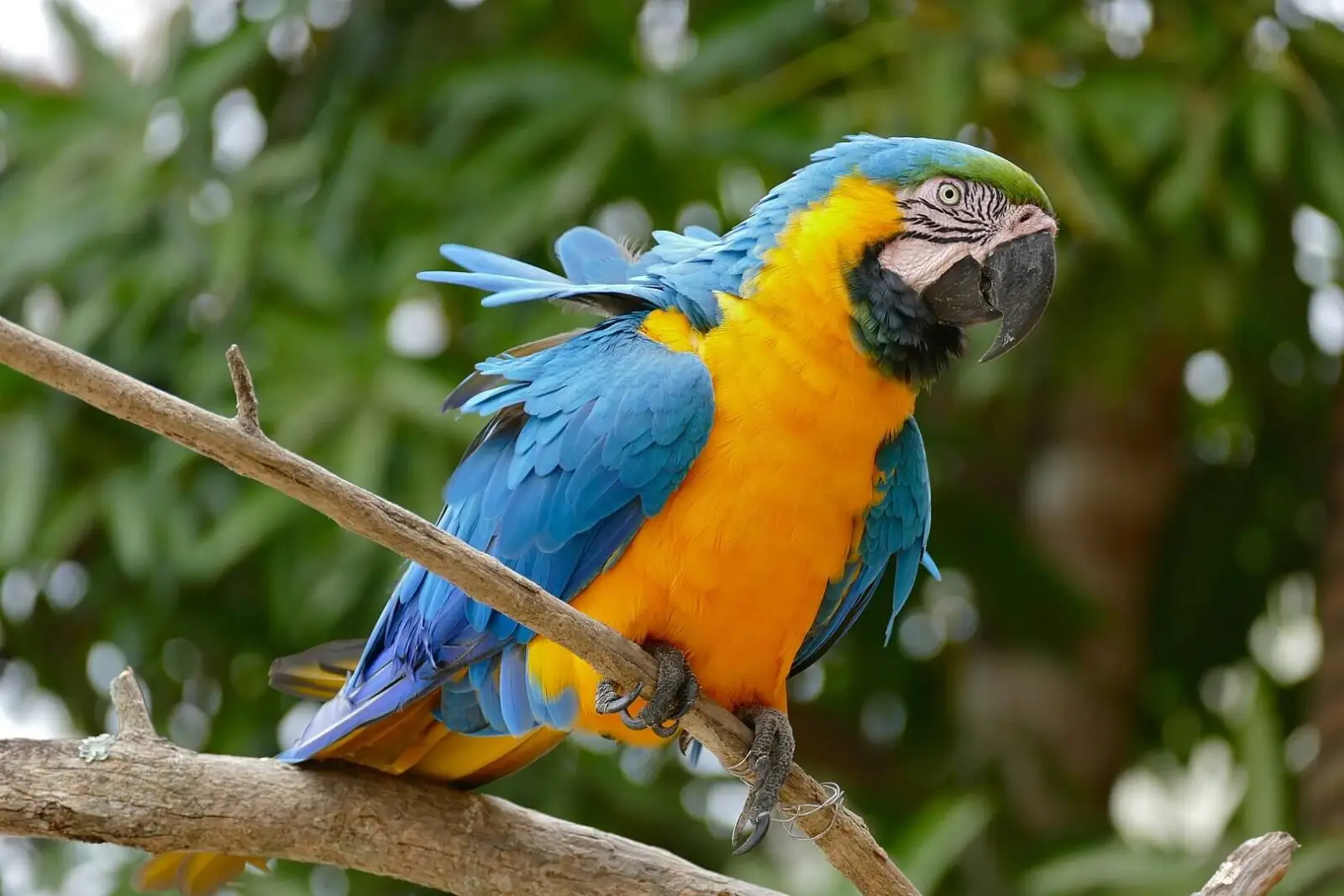 Blue-And-Gold-Macaw 07
