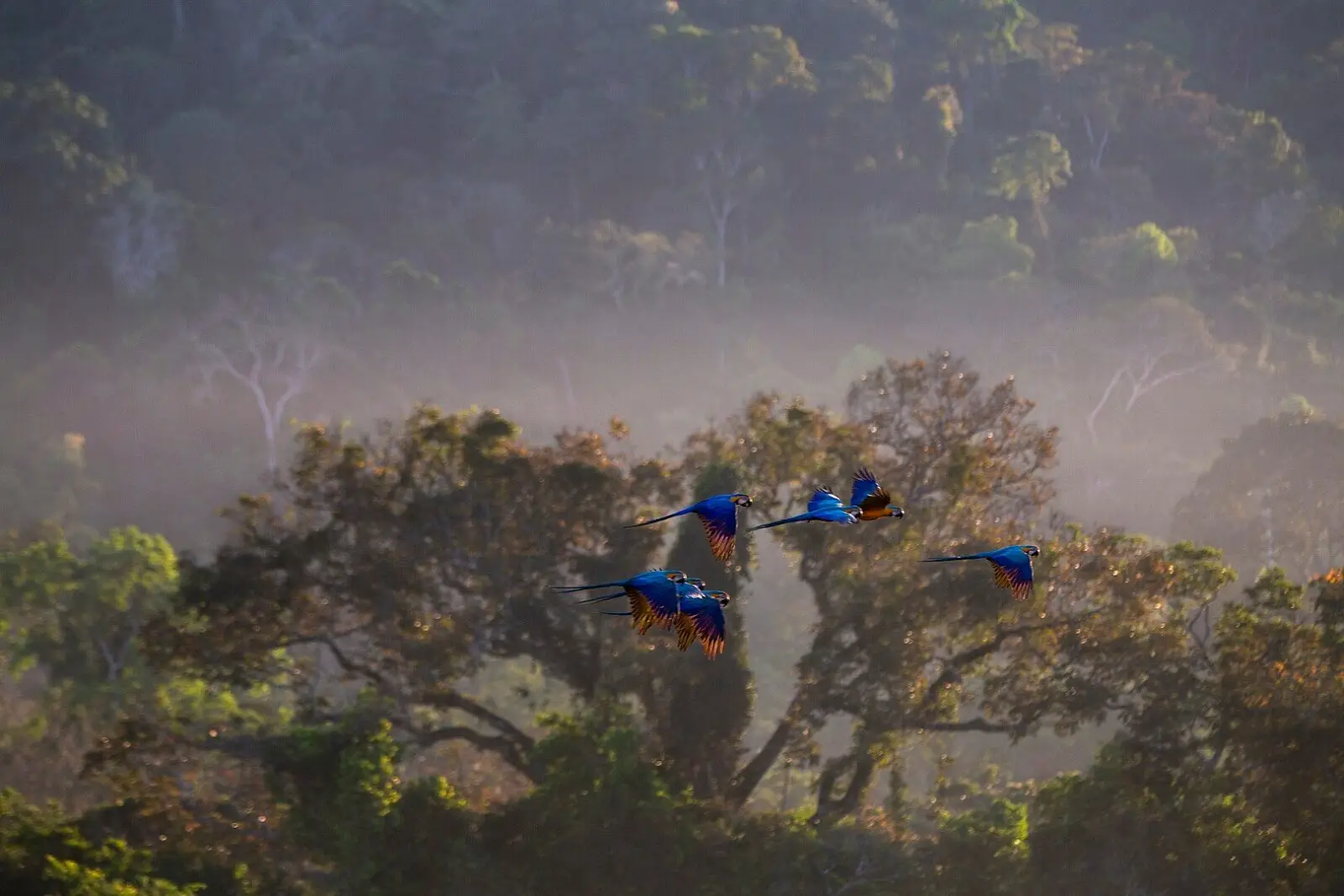 Blue-And-Gold-Macaw 08