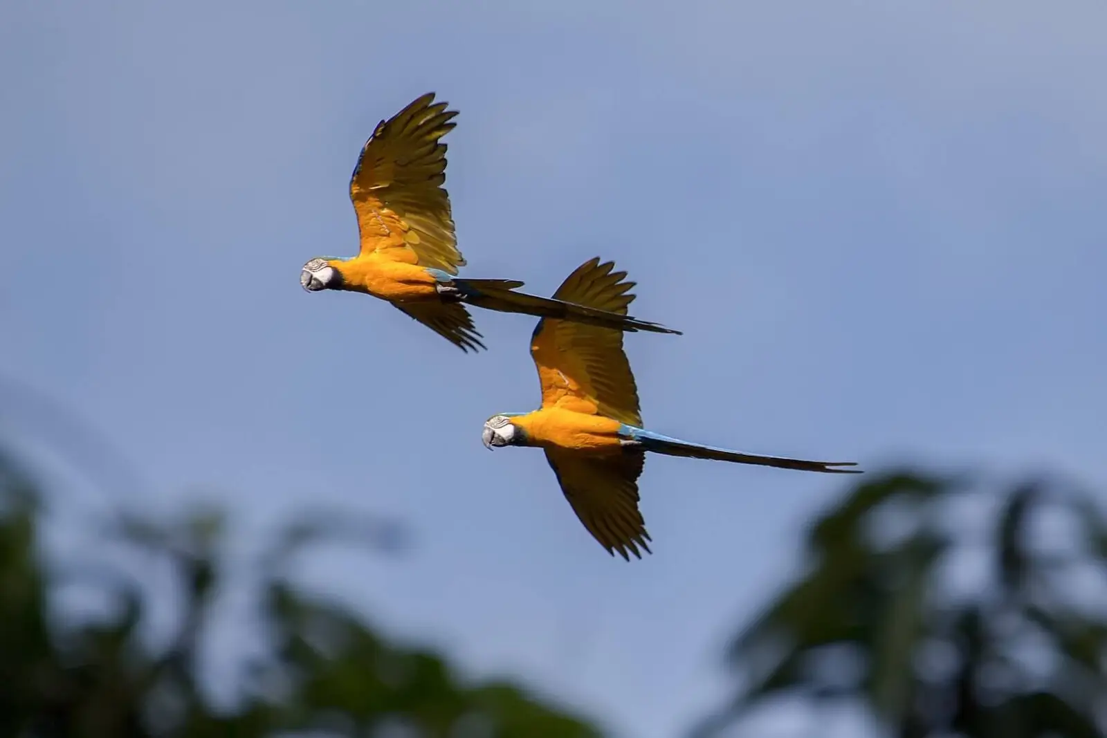 Blue-And-Gold-Macaw 09