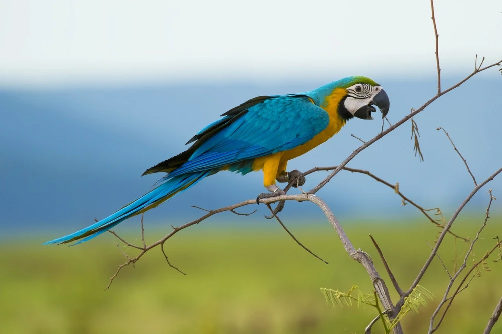 Blue-And-Gold-Macaw 10