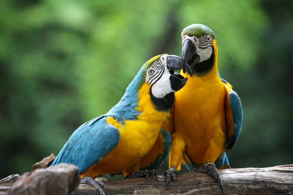 Blue-And-Gold-Macaw 11