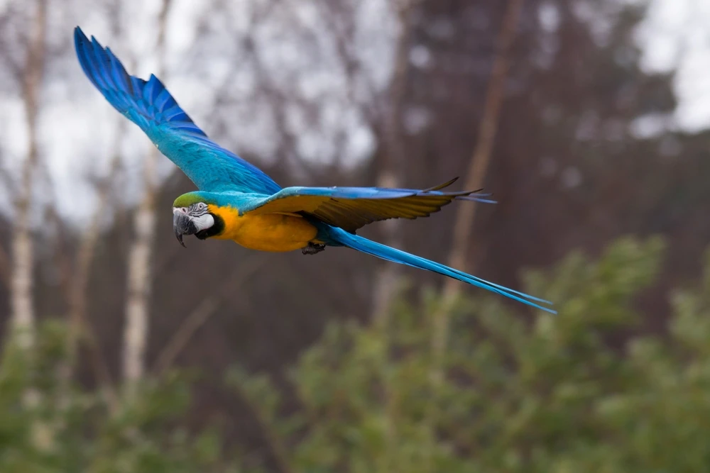 Blue-And-Gold-Macaw 12