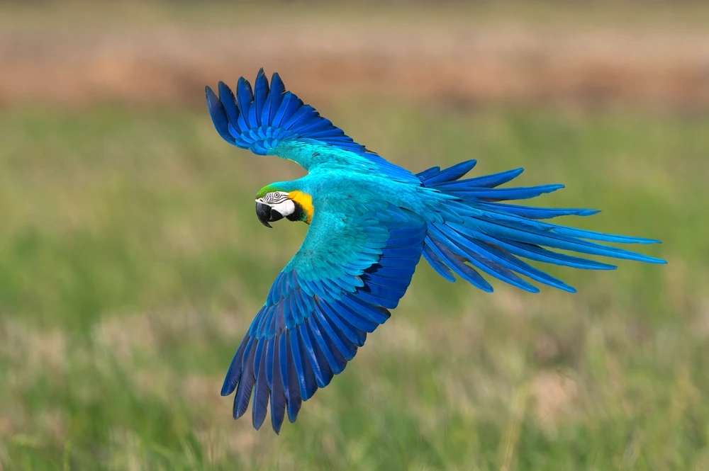 Blue-And-Gold-Macaw 13