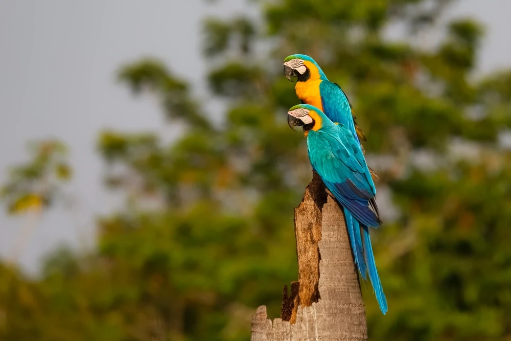 Blue-And-Gold-Macaw 14