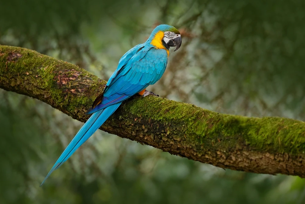 Blue-And-Gold-Macaw 15