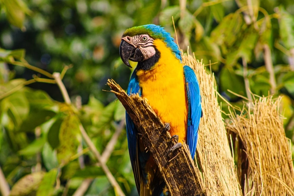 Blue-And-Gold-Macaw 16